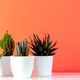 Image for article titled New Life? Pantone’s 2019 Color of the Year Is ‘Living Coral’